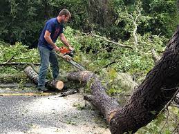 Best Stump Grinding and Removal  in West Loch Estate, HI