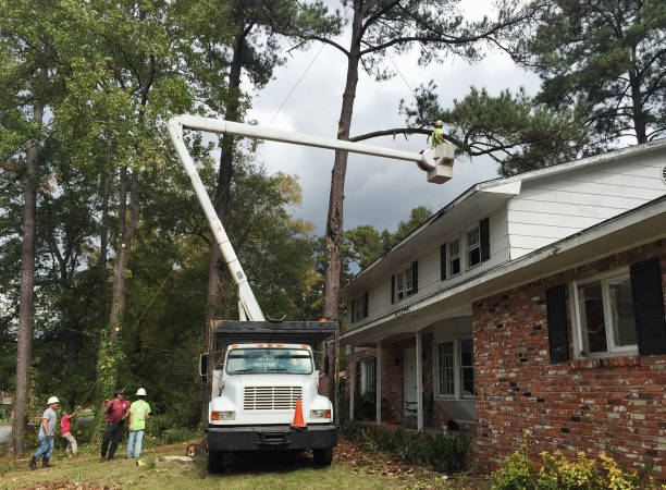 Best Tree Disease Treatment  in West Loch Estate, HI