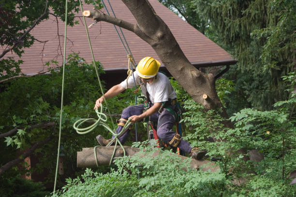 Reliable West Loch Estate, HI Tree Care Solutions