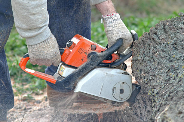 Best Lot and Land Clearing  in West Loch Estate, HI