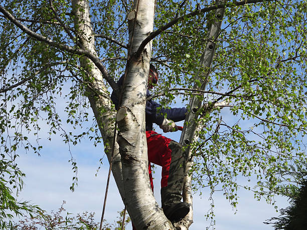 Best Tree Maintenance Programs  in West Loch Estate, HI